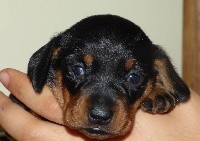 CHIOT