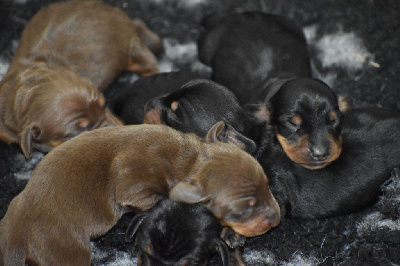 CHIOT 5