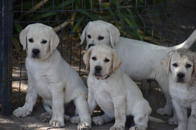 CHIOT