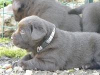 CHIOT