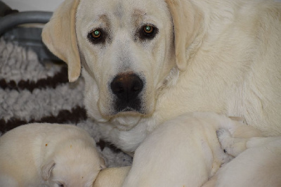 CHIOT