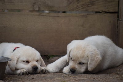 CHIOT