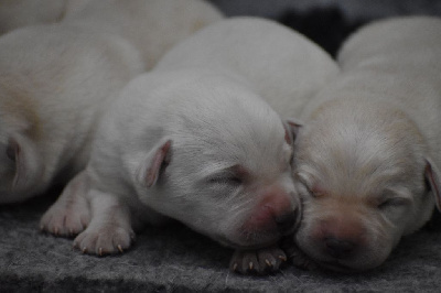 CHIOT