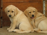 CHIOT