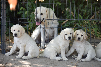 CHIOT
