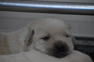 CHIOT