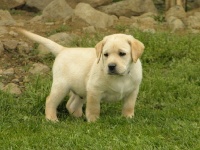 CHIOT
