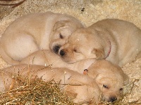 CHIOT