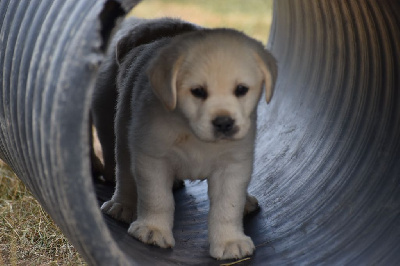 CHIOT