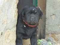 CHIOT