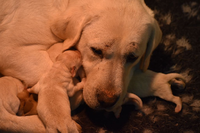 CHIOT
