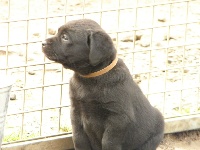 3 Noir - Collier Marron