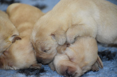 CHIOT