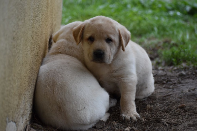 CHIOT