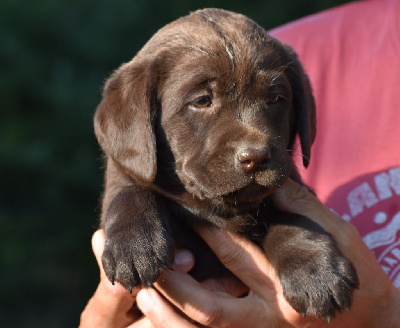 CHIOT