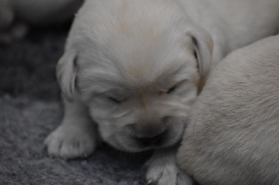 CHIOT