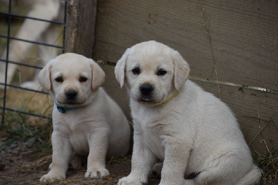 CHIOT