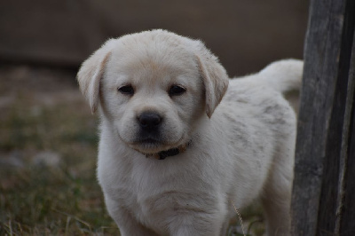 CHIOT