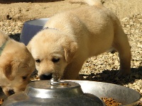 CHIOT