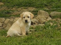 CHIOT