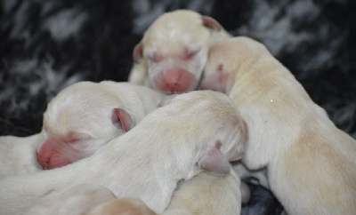 CHIOT