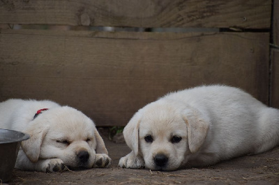 CHIOT