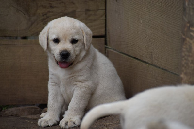 CHIOT
