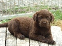 Femelle Chocolat