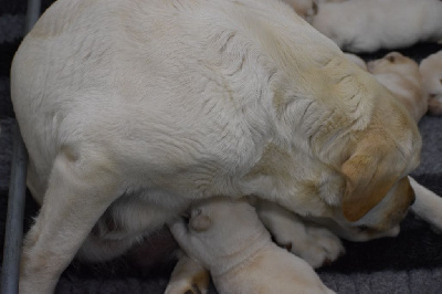 CHIOT