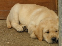 CHIOT