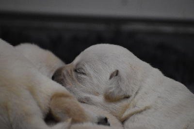 CHIOT