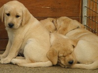 CHIOT