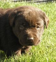CHIOT