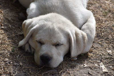 CHIOT