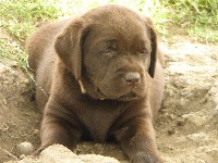 CHIOT