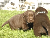 CHIOT