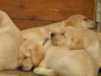 CHIOT