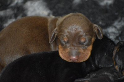 Teckel nain chocolat