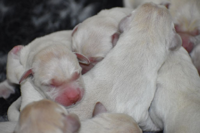 CHIOT