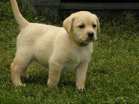 CHIOT