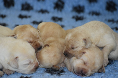 CHIOT