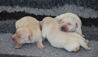 CHIOT