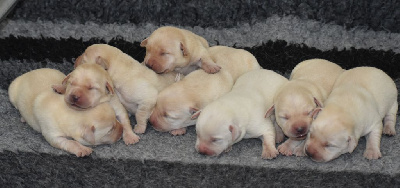 CHIOT