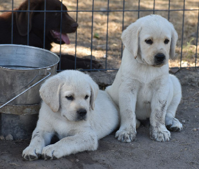 CHIOT