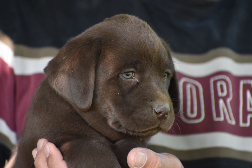 Du Moulin Sault - Chiots disponibles - Labrador Retriever