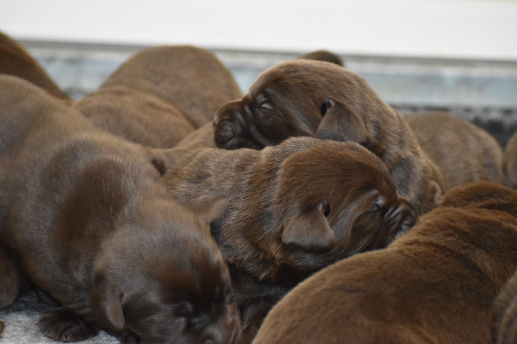 Du Moulin Sault - Chiots disponibles - Labrador Retriever
