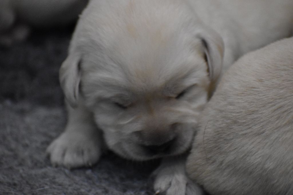 Du Moulin Sault - Chiots disponibles - Labrador Retriever