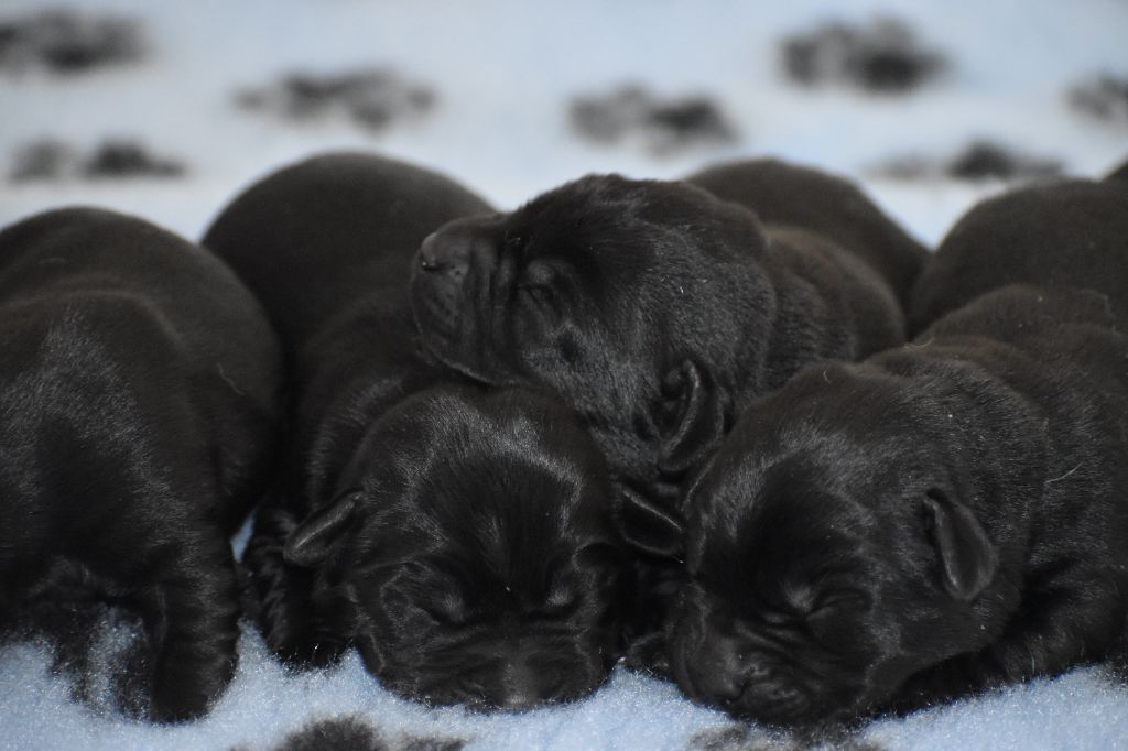 Du Moulin Sault - Chiots disponibles - Labrador Retriever