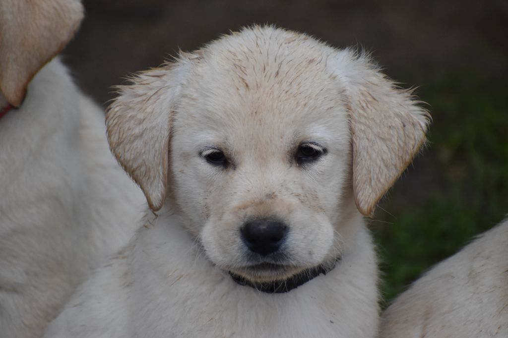 Du Moulin Sault - Chiots disponibles - Labrador Retriever