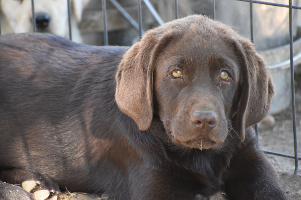 Du Moulin Sault - Chiots disponibles - Labrador Retriever
